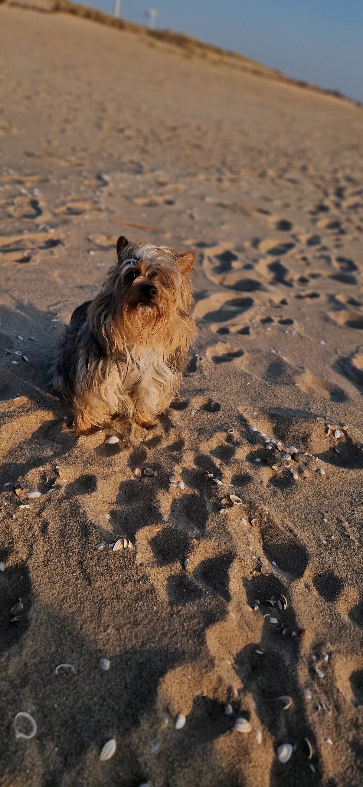 The most beautiful dog walks in the Netherlands - Wafflepupz
