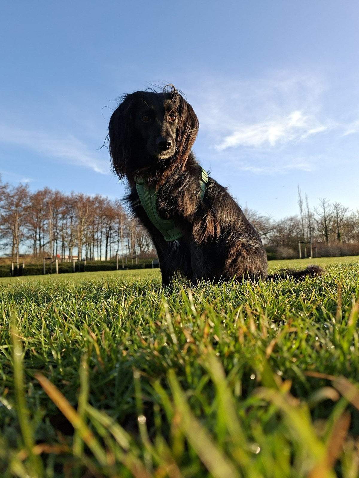 Why your dog pulls, and what actually helps - Wafflepupz