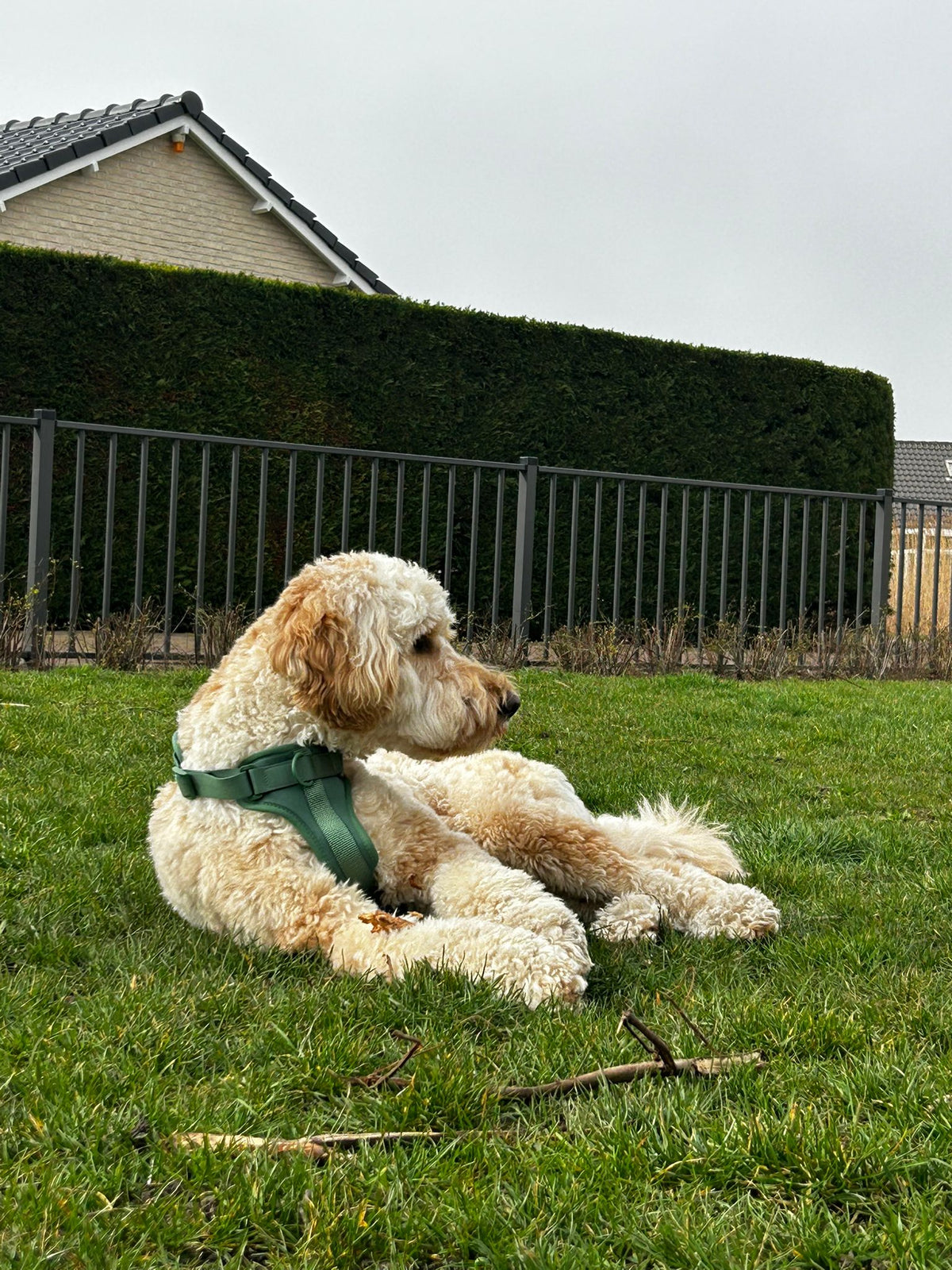 Calm on the lawn in the Highland set