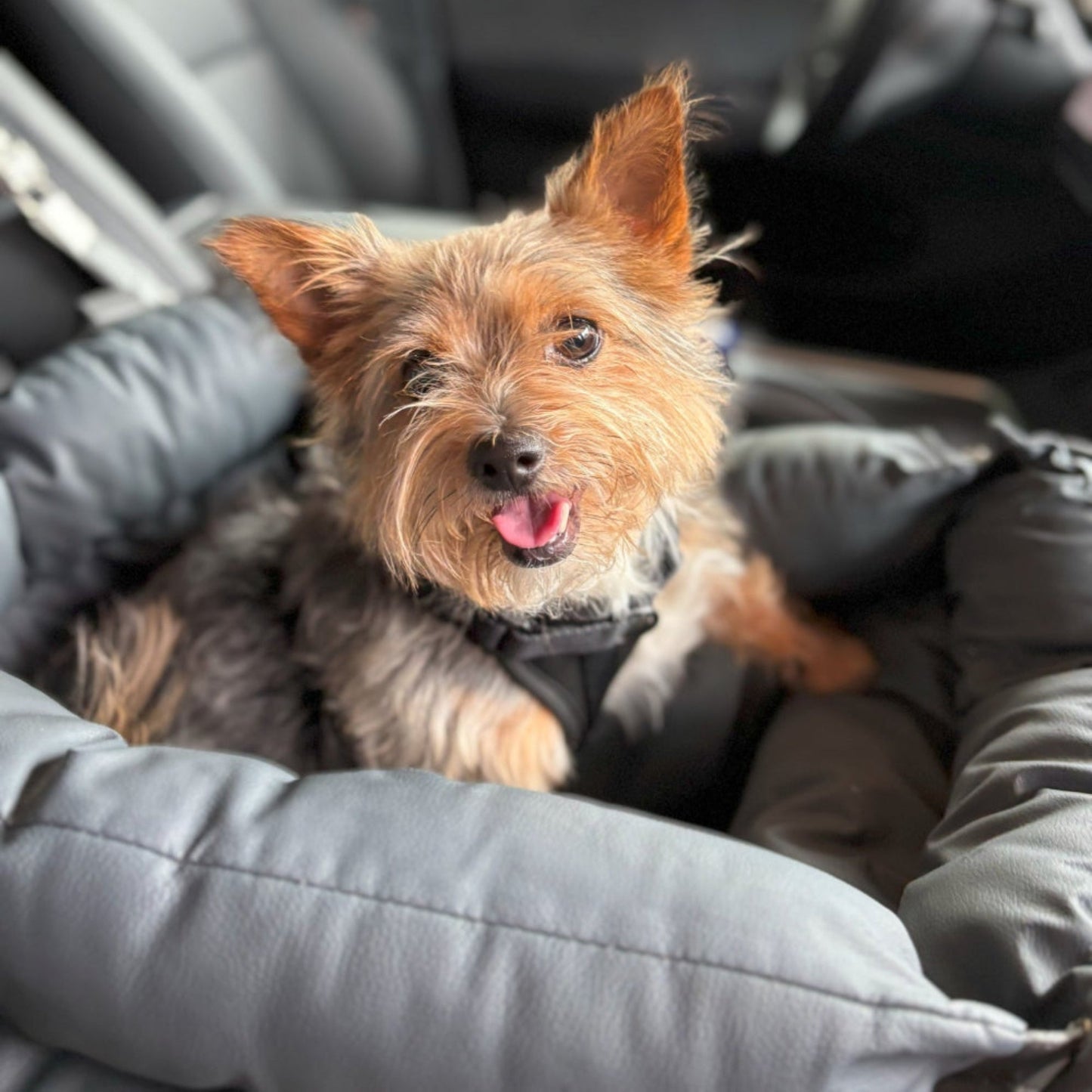 Small dog sitting in a car seat with a blurred car interior background
