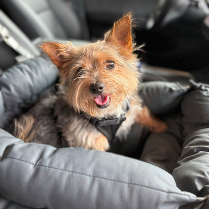 Small dog sitting in a car seat with a blurred car interior background